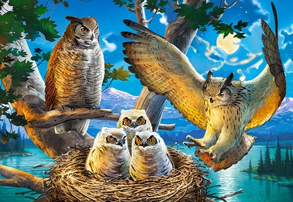 Owl Family
