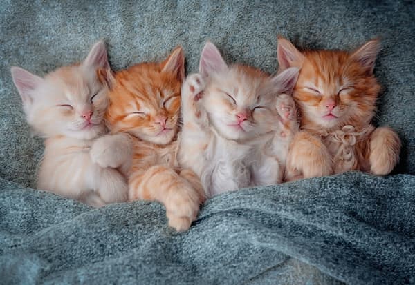 The Sweetest Kittens