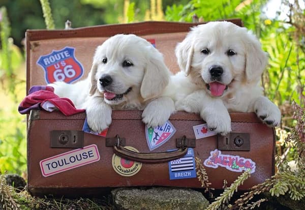 Traveling Pups