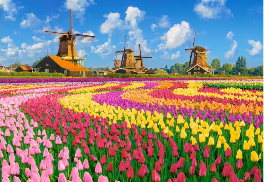 Dutch Windmills among Tulips