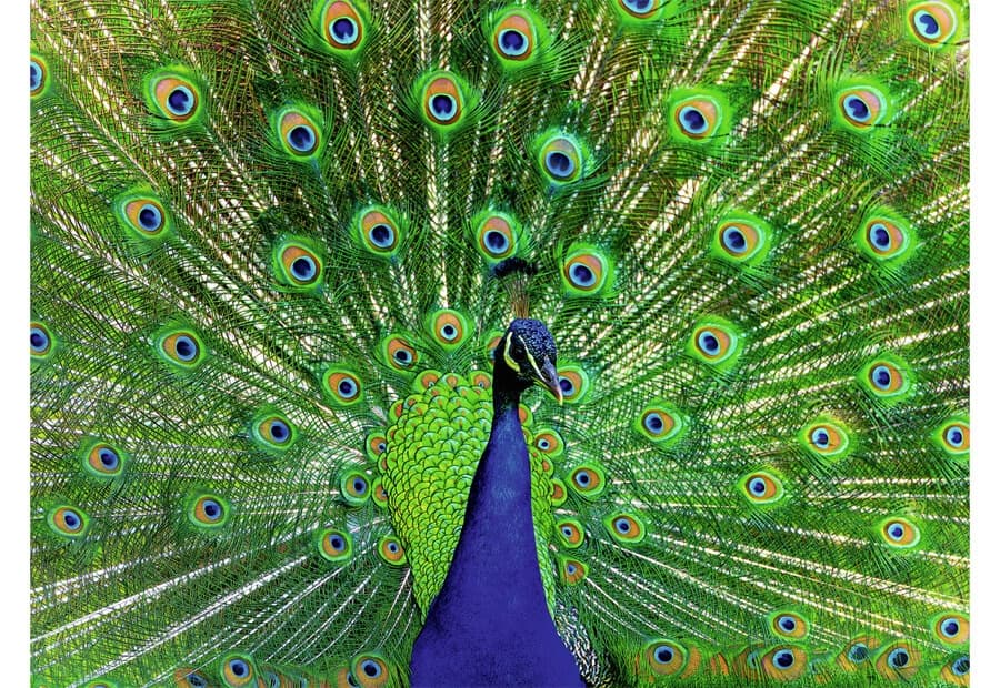 Peacock