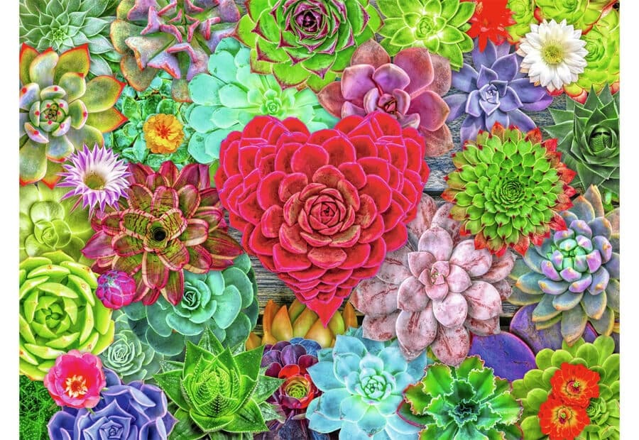 Succulent Love