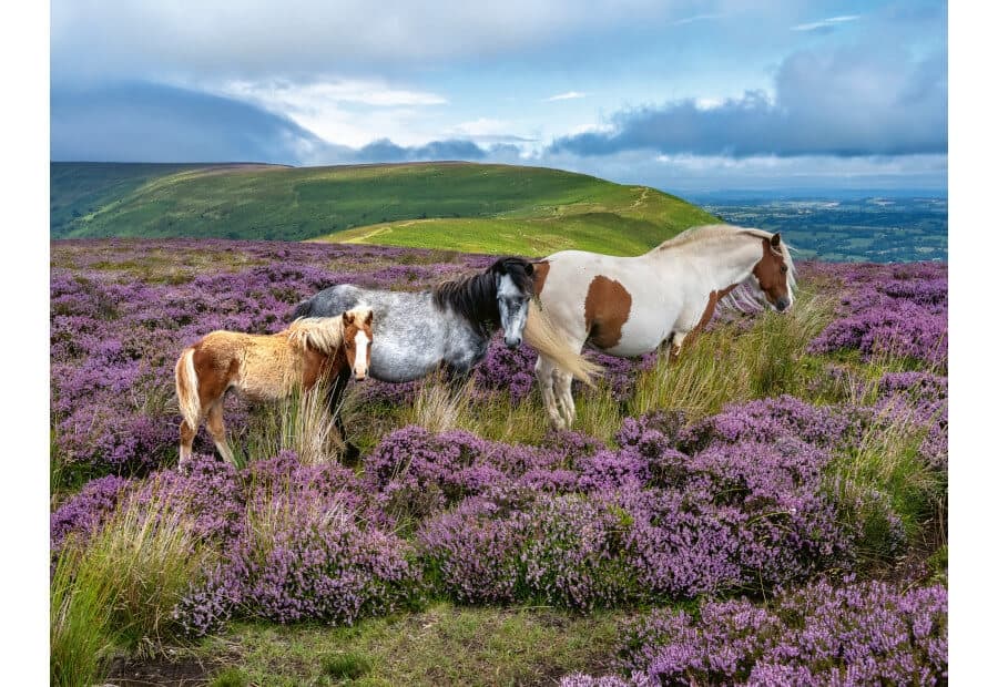 Wild Horses in the Heather