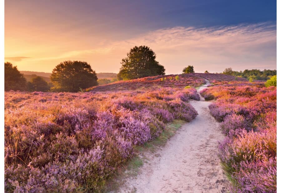 Pink Pathway