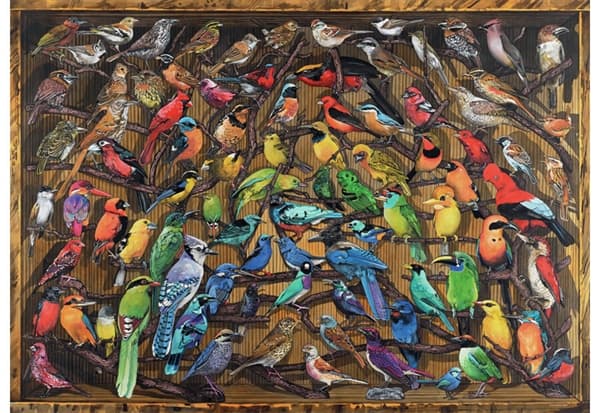 Rainbow of Birds