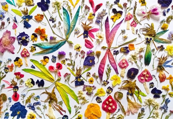 Fairies and Dragonflies
