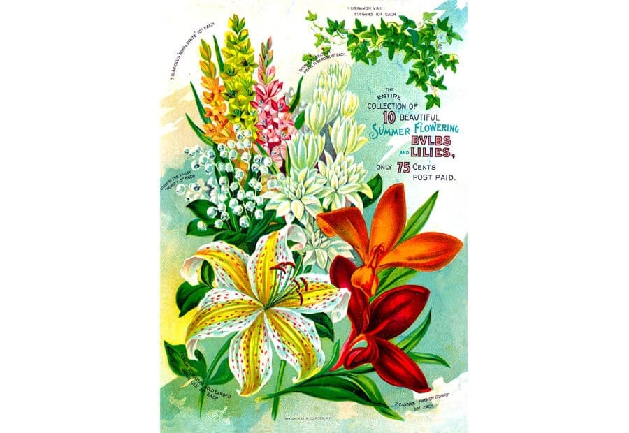 Vintage Flower Catalog Art