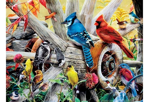 Backyard Birds