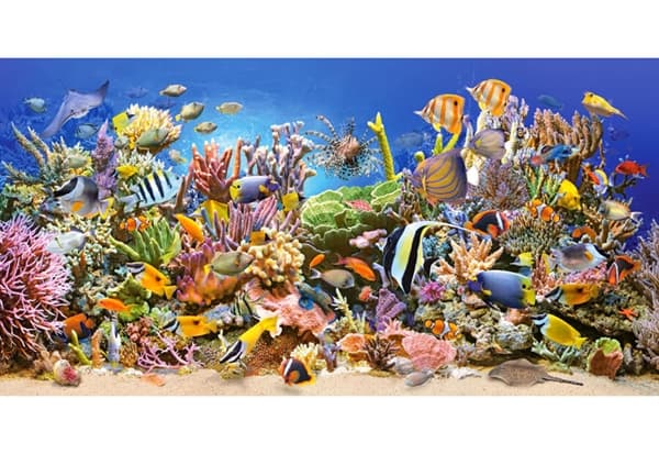Underwater Life