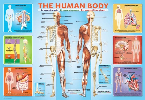 The Human Body