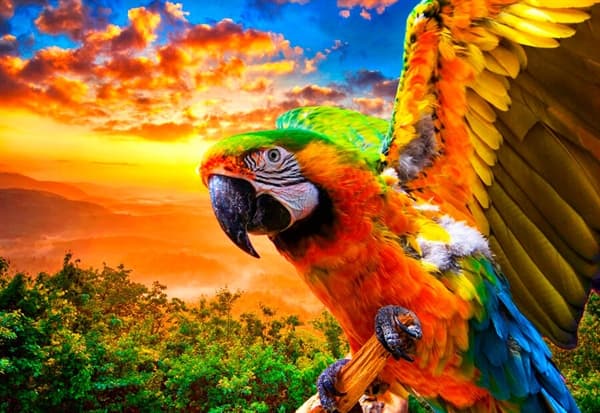 Parrot